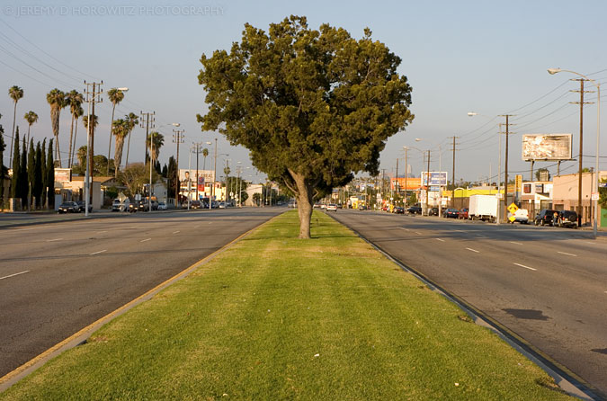 tree-on-venice.jpg