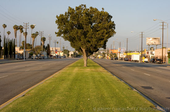 Tree on Venice by Jeremy D. Horowitz