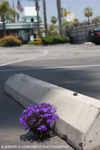 Parking Flower