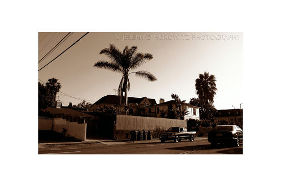 Palm Tree Street by Jeremy D. Horowitz